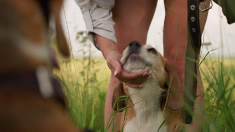 close-up of dog looking up at owner, standing in lush grassy field, interaction filled with affection and trust, gentle sunlight, ears perked, owner bending down, partial view of another dog