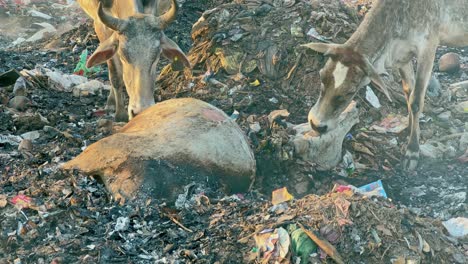 fire on the garbage dump yard took life of a cow and other cows are licking her is a form of social interaction and care