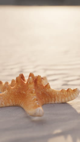 estrella de mar en una playa