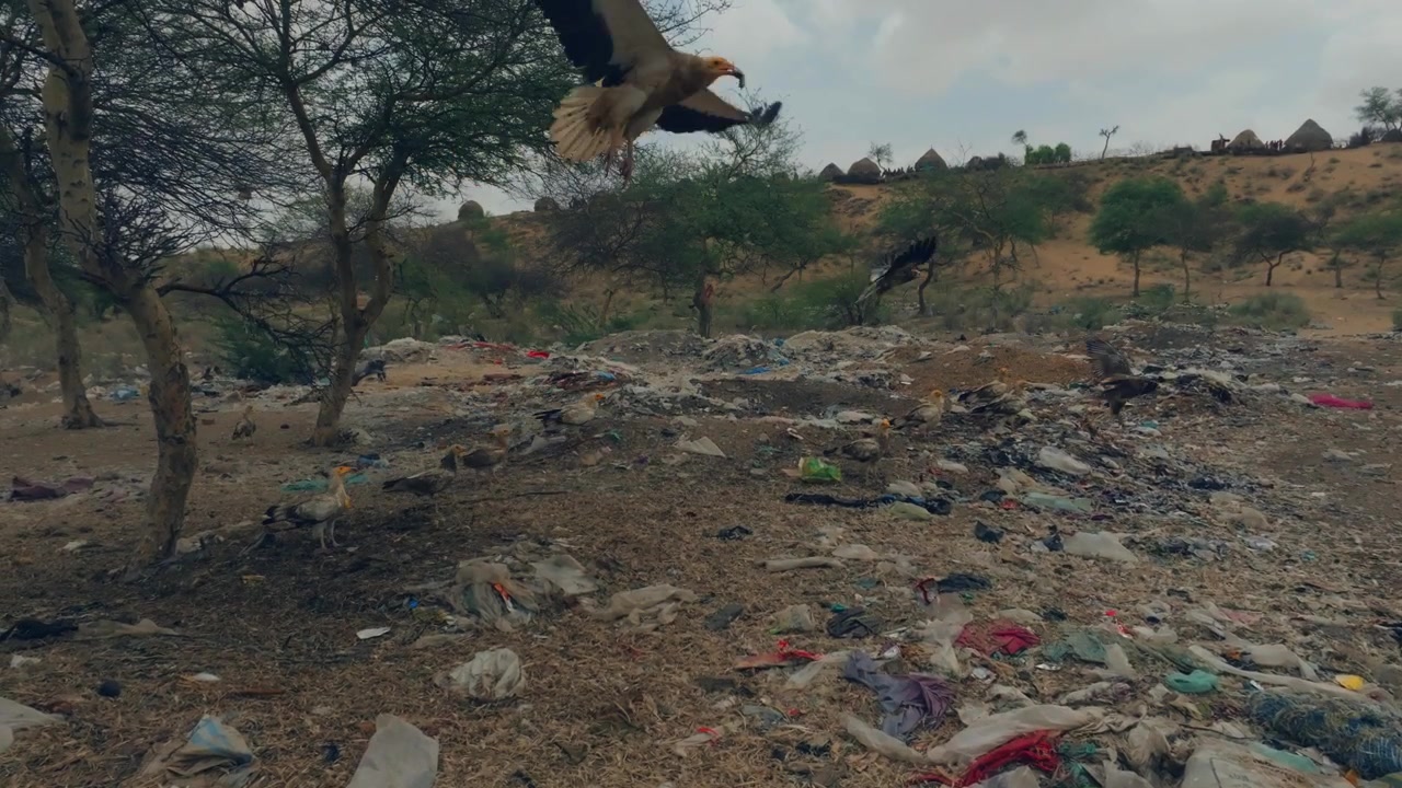 Close drone view of an Egyptian vulture taking flight above an open dumping area in the Thar Desert, Sindh, Pakistan, with thorn trees and traditional huts in the background.