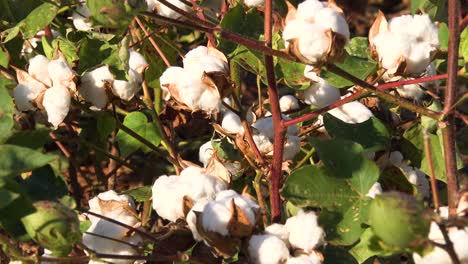 zoom lento en el cultivo de algodón en un campo en la región del delta del río mississippi