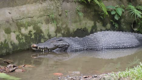 Crocodile-lying-in-a-pond.-Static-handheld-shot