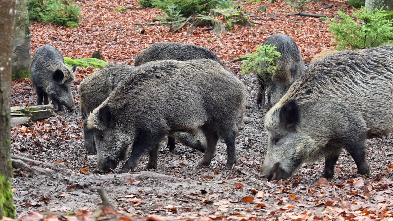 Wild boar (Sus scrofa) sounder rooting in muddy ground for food in winter forest.