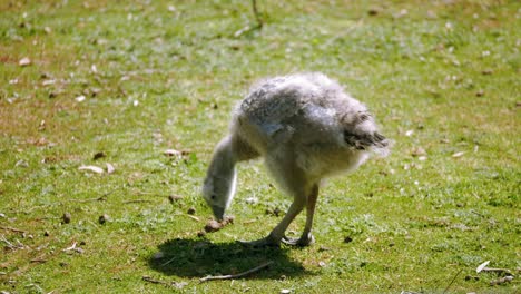 Cape-Barren-Gosling-Feeding-On-The-Grass