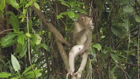 mono, joven macaco de cola de cerdo sentado en un árbol rascándose la pierna