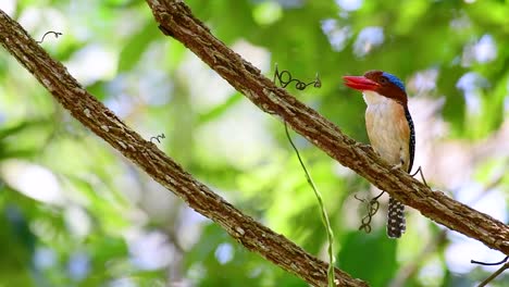 Ein-Baum-Eisvogel-Und-Einer-Der-Schönsten-Vögel-Thailands-In-Den-Tropischen-Regenwäldern