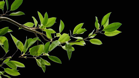 green leaf branch animated overlay, transparent 4k video, alpha channel, prores 4444