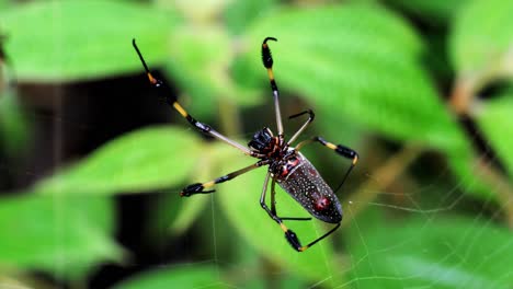 the famous nephila, or golden banana spider of central costa rica is suspended on it's fully constructed web as it waits for prey to land and fall for her trap