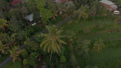 HD-4K-Bali-Rice-Fields-2018