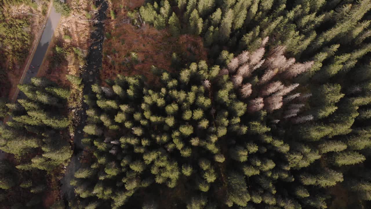 disparo lento de drones, mientras graba en 4k, sobre el bosque en el parque nacional de tatry, polonia
