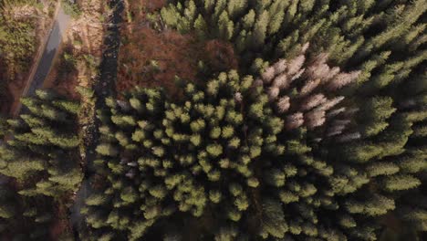 slow drone shoot, while recording in 4k, over the forest in the national park of tatry, poland