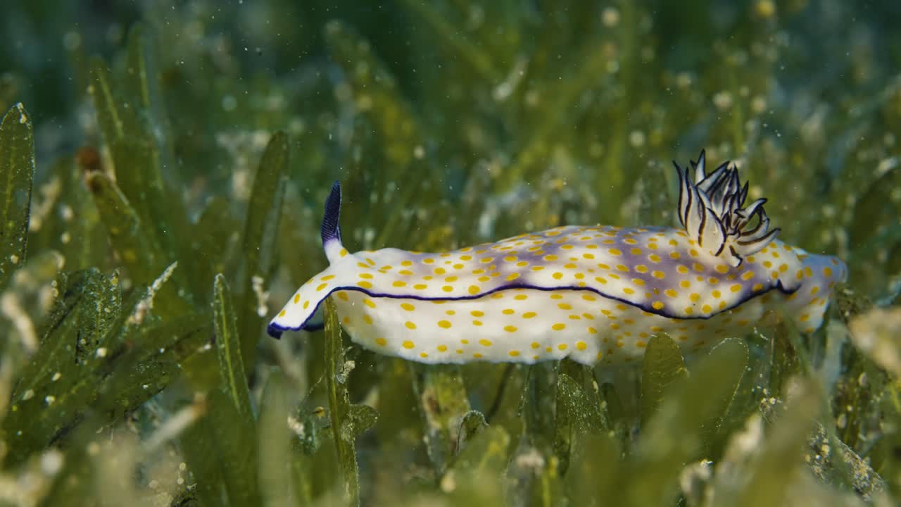Hypselodoris pulchella, Nudibranch. Red sea.