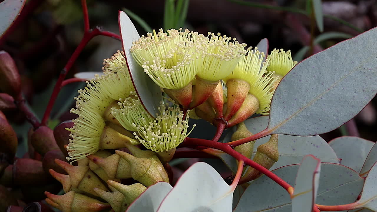 호주에 피는 노란 뱅크시아 꽃