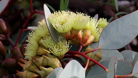 la flor amarilla de banksia florece en australia