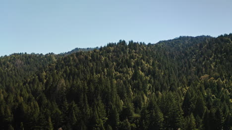 Redwood-forest-in-Santa-Cruz-Mountains,-California