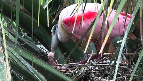 Ein-Rosiger-Löffler-Neigt-Zu-Küken-Im-Nest