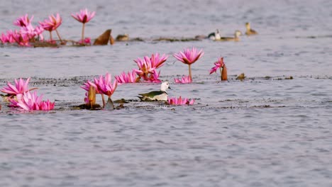 a tranquil scene of a bird surrounded by vibrant pink water lilies in a calm lake.