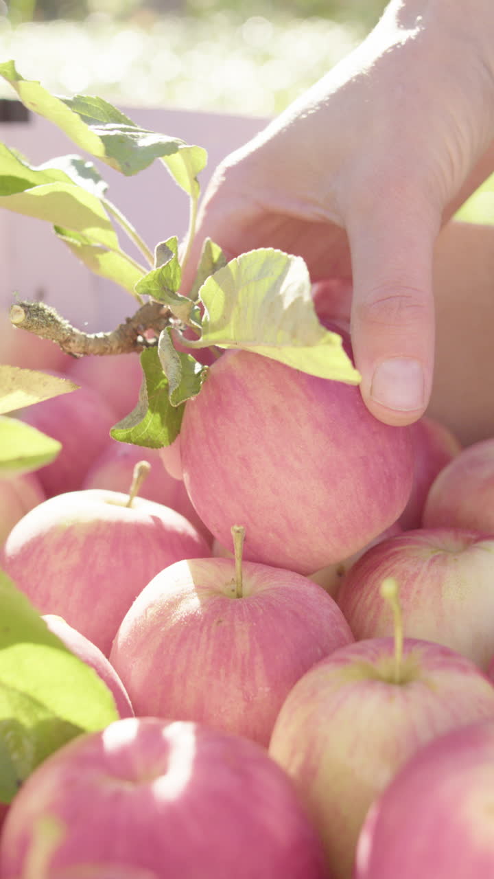 Caucasian hand places apple with some foliage on top of others in box. Vertical