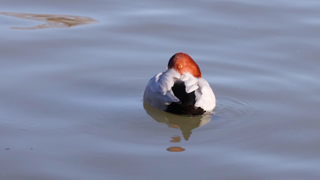 오리 한 마리가 조용한 호수 에서 평화롭게 떠다니고 있다