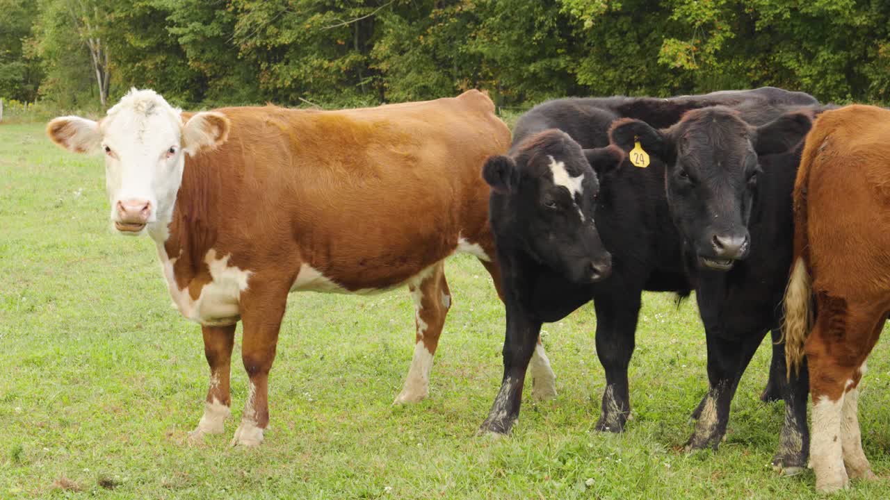 Shot of cows grazing in a field.