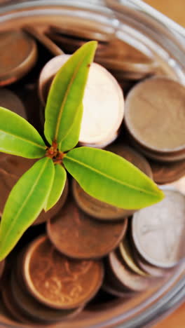 planta que crece fuera de la botella de monedas