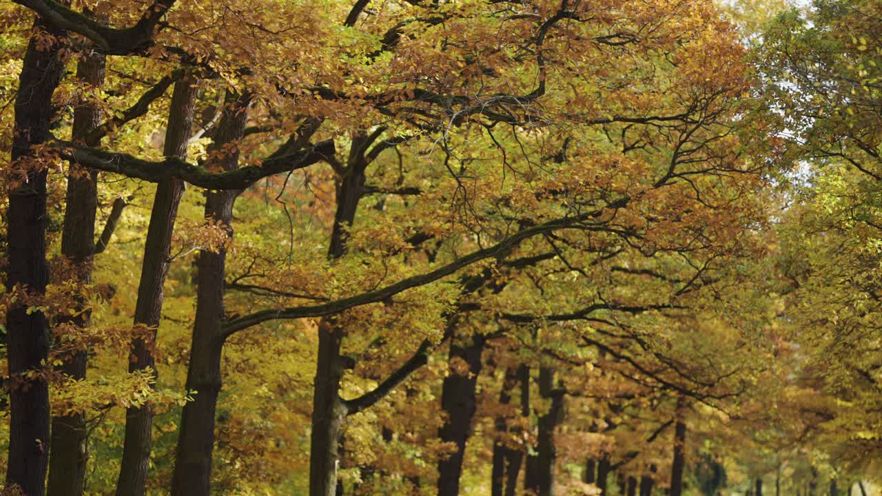 A view of the long entwined branches of the wide treetops in the autumn forest