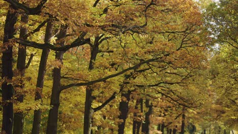 a view of the long entwined branches of the wide treetops in the autumn forest