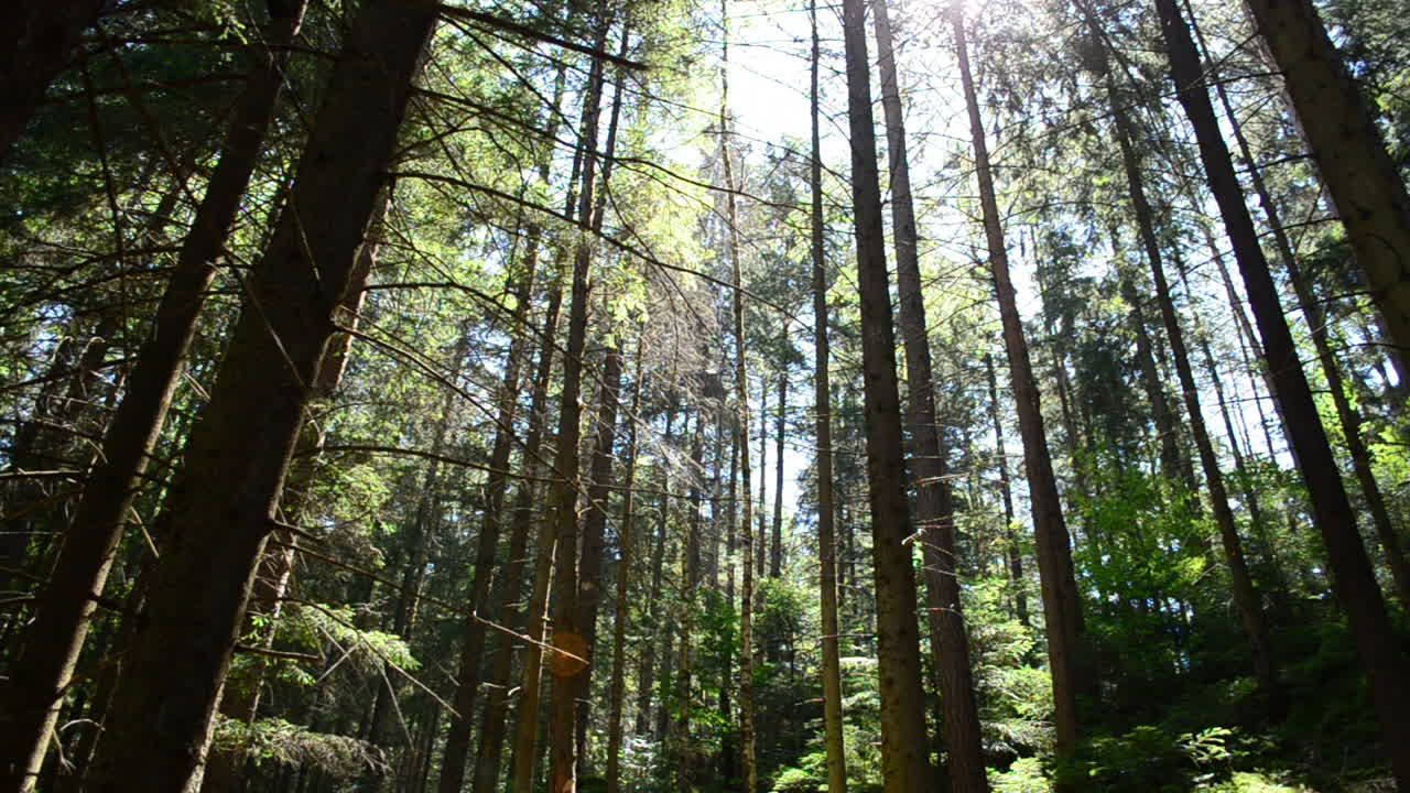 Riprese nel bosco. Luce solare e foglie.