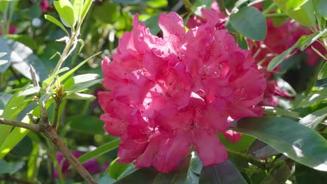 Rhododendron-with-sunlight-coming-through-the-shade,-macro-and-slow-mo