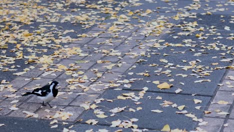 a magpie lark walking on a leaf-covered path