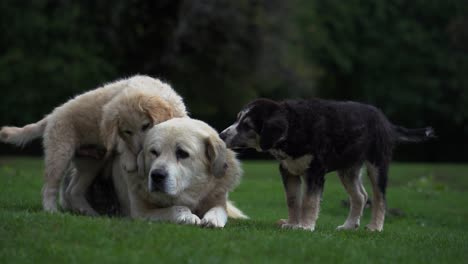 Lindos-Cachorros-Juegan-Con-Su-Perro-Madre,-Hermosos-Animales-Bebés-En-El-Prado-Verde