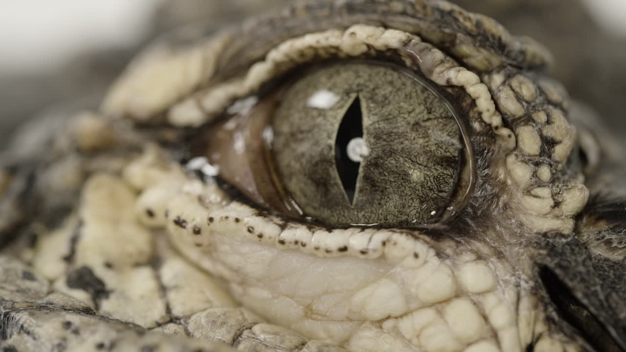 cocodrilo americano globo ocular cerrar reptil acuático depredador