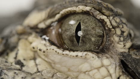 american alligator eyeball close up aquatic reptile predator