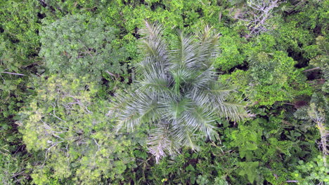 llanos orientales de colombia - llanos orientales 31