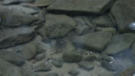 tiny insects coming up for air in a rocky pond -close up