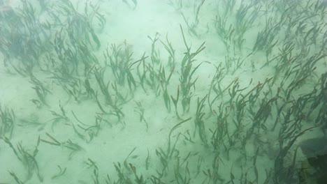 exotic underwater sights with white sand and seaweed in the water