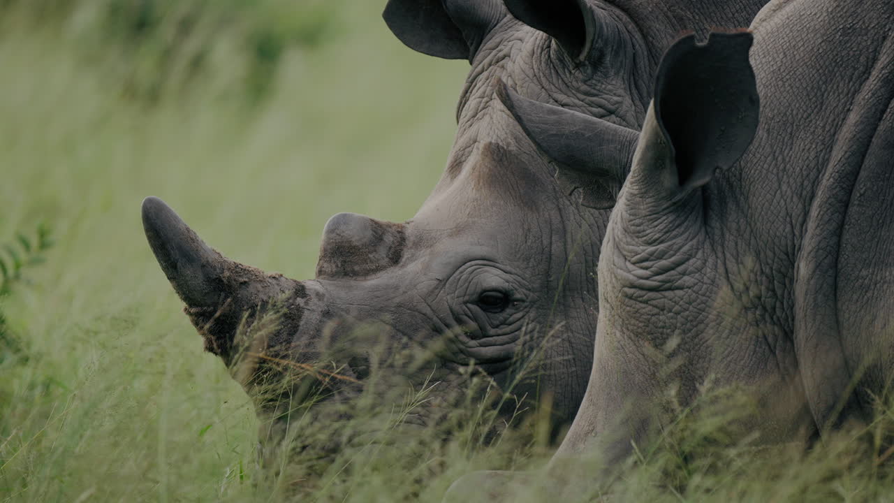 White Rhinoceros in African Grasslands