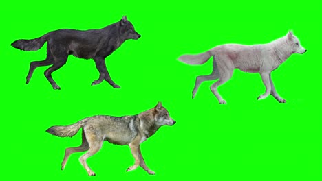 tres lobos, caminando en bucle