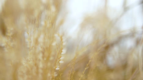 close-up pampas grass, swaying grass, sharpening and blurring view