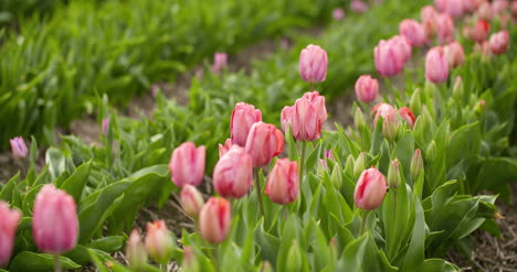 Tulips-Plantation-In-Netherlands-Agriculture-9