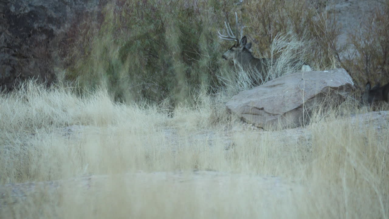 캘리포니아 주 비숍의 쾌적한 계곡에서 야생 초원을 걷고 있는 야생 사슴