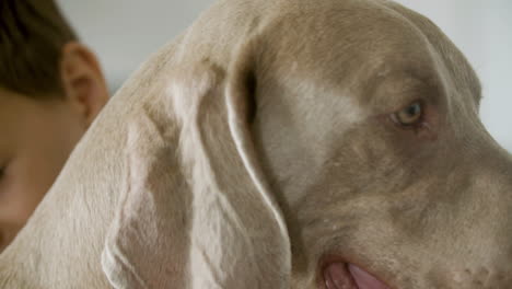 close up of a little boy hugging and kissing his dog at home