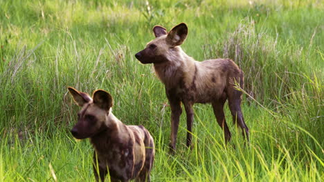 dos perros salvajes africanos de pie en la hierba alta en el delta del okavango en botswana