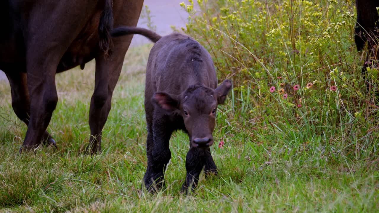 pequeño y lindo bebé búfalo saltando cerca de su madre sobre hierba verde