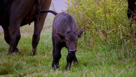 Pequeño-Y-Lindo-Bebé-Búfalo-Saltando-Cerca-De-Su-Madre-Sobre-Hierba-Verde