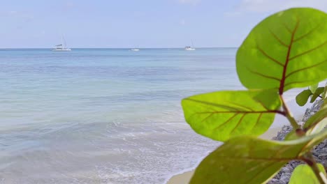 Close-up-of-seafront-plant-on-beach-of-Playa-Punta-Popy,-Las-Terrenas-in-Dominican-Republic