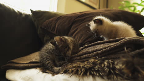 tabby and siamese kittens resting and grooming on a couch, medium shot