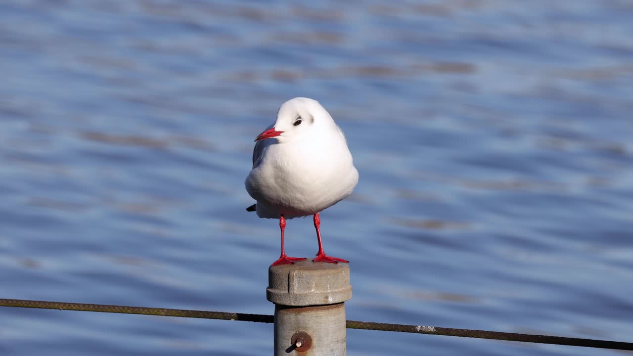 물 위 에 있는 기둥 에 균형 을 잡고 있는 해파리