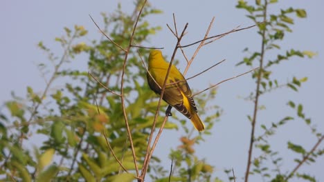 Holub's-golden-weaver-in-tree-