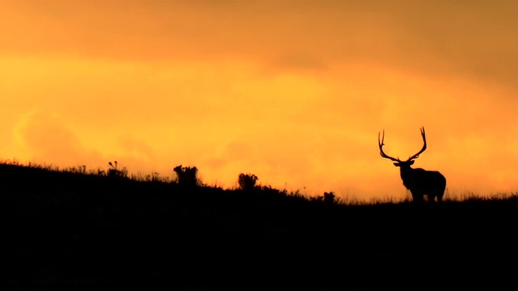 Stag Silhouette Against Orange Sunset